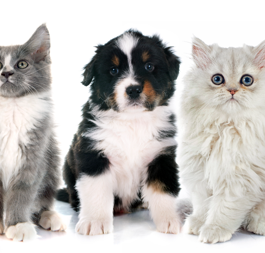 A row of puppies and kittens sitting together