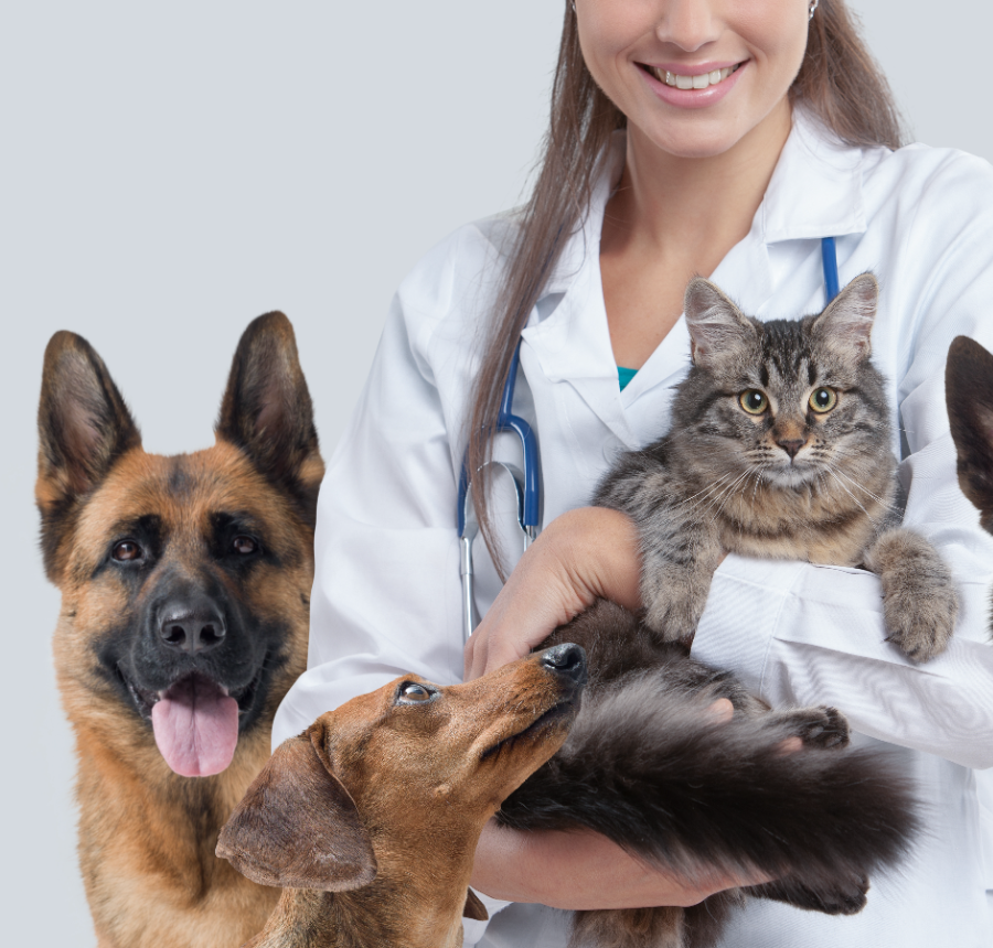 A smiling veterinarian holding a cat, with three dogs