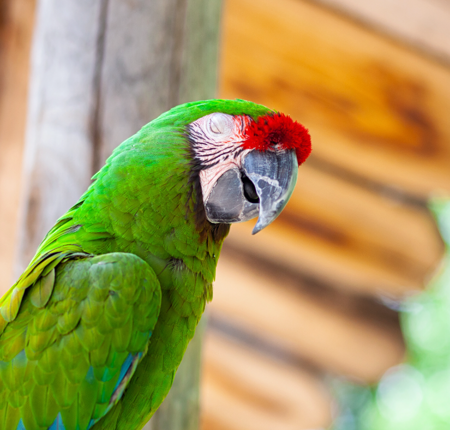 A green macaw parrot