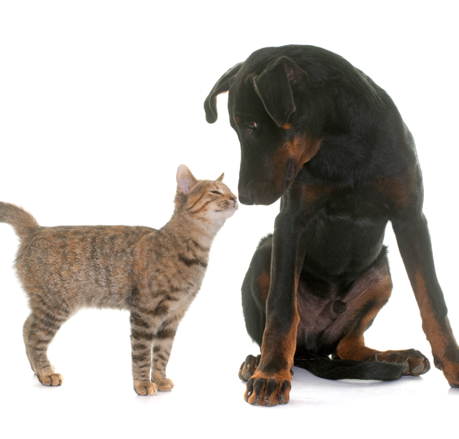 A young beauceron dog nose to nose with a cat