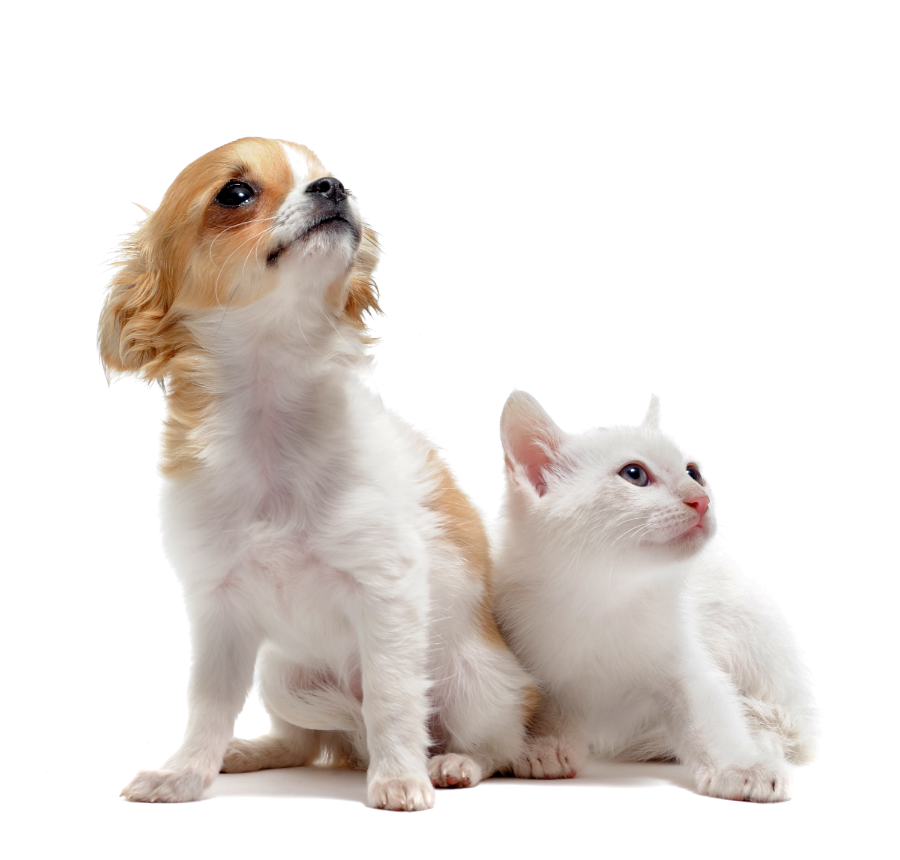 A chihuahua puppy sitting beside a white kitten