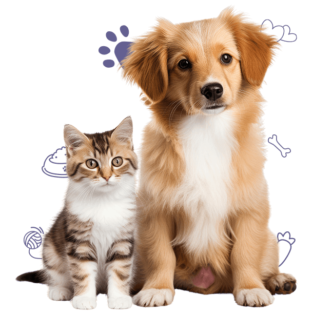 A golden puppy sitting beside a tabby kitten
